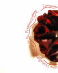 Crimson Sparkle